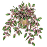 Faux Plants Indoor 17.7 Inch Gold Pot Pink Leaves Watermelon Peperomia Silk Green Plant