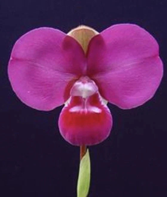 Pink orchid flower with three petals and central pouch on upright stem