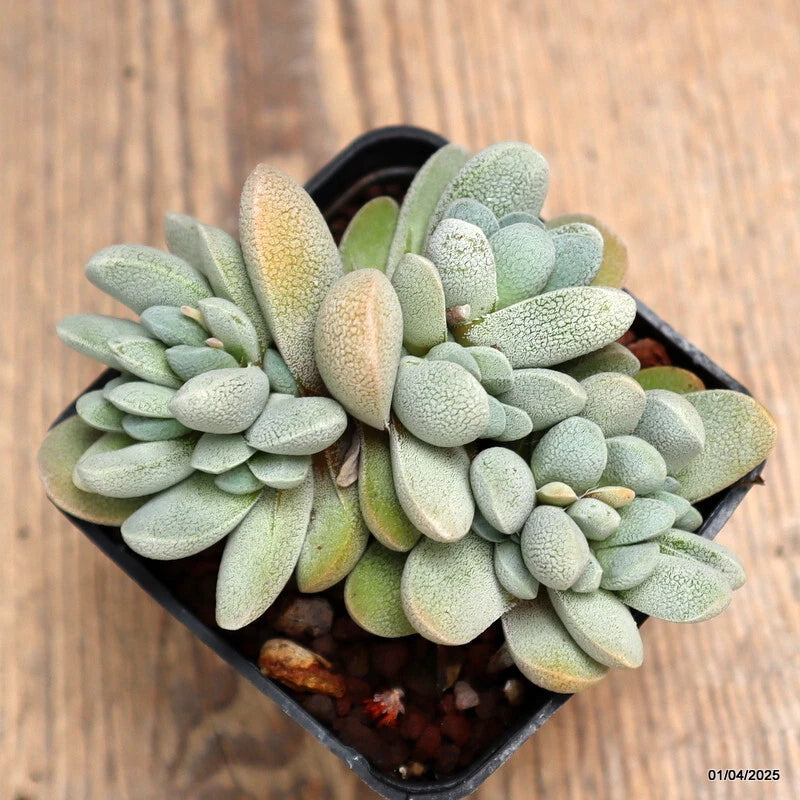 D934 CRASSULA TECTA pot7-H6-W10 cm MaMa Cactus Green Plant