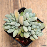 D934 CRASSULA TECTA pot7-H6-W10 cm MaMa Cactus Green Plant