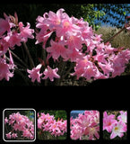 30 Pink Amaryllis Belladonna Naked Ladies Resurrection Lily Bulbs # 10L-15M-5S Lily