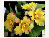 Rlc Momilani Rainbow 'Waldor' Bloomimg Size Beautiful Cattleya Clone... Orchids