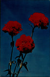 Ohio State Flower Scarlet Carnation William McKinley's favorite flower postcard Carnation