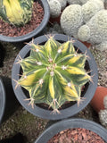 Raresucculent Cactus Melocactus matanzanus variegated Garden decoration 6-8CM Garden Plants