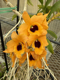 Orchid Plant  Den noble 1 rooted stem no pot Orchids