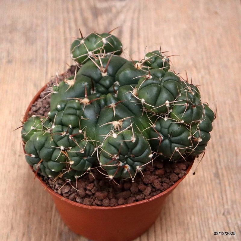 D7682 GYMNOCALYCIUM SP. pot10-H7-W11 cm MaMa Cactus Green Plant