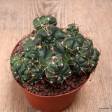 D7682 GYMNOCALYCIUM SP. pot10-H7-W11 cm MaMa Cactus Green Plant