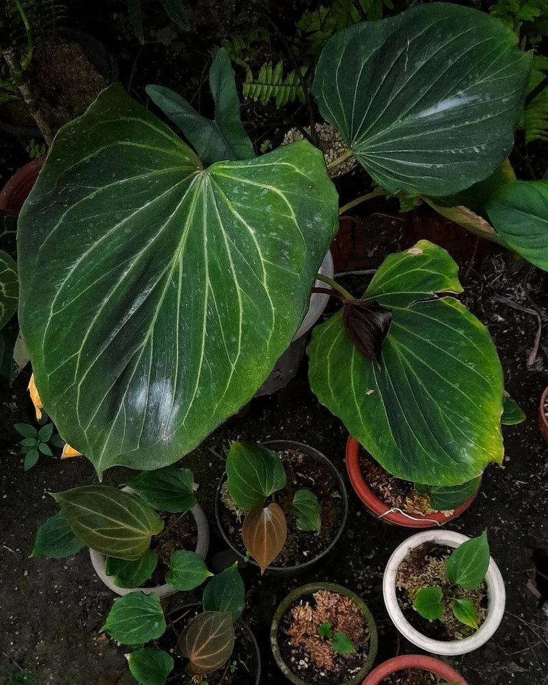 Green house plant with large heart-shaped leaves and white veins, in red and white pots