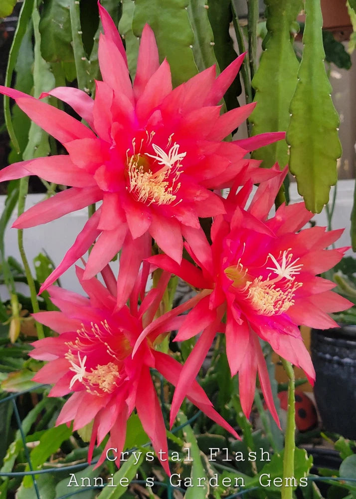Orchid cactus plant with bright pink star-shaped blooms in a 4-inch pot