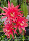 Epiphyllum Crystal Flash in 4 inch pots - Orchid Cactus - Well Rooted Orchids
