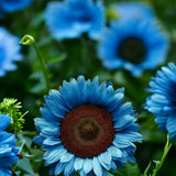 Midnight Oil Blue Sunflower Seeds - 50PCs/Pack - Rare Bonsai Black Hybrid Flowering Plants