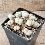 D5550 LITHOPS PSEUDOTRUNCATELLA pot10-H6-W11 cm MaMa Cactus Green Plant