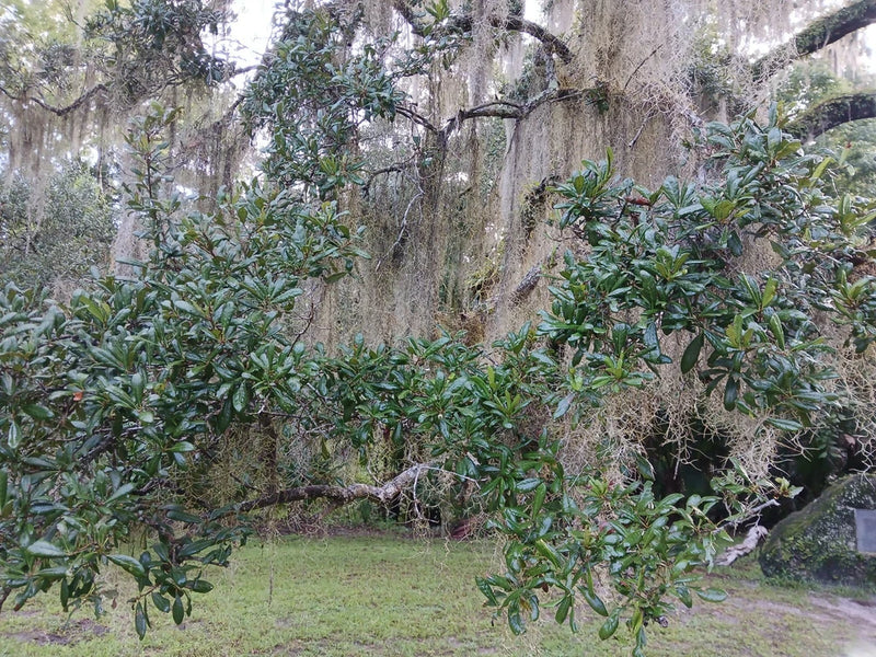 7 Rooted TX Florida Live Oak Tree Evergreen Quercus Virginiana Plants 10"-14 Green Plant