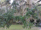 7 Rooted TX Florida Live Oak Tree Evergreen Quercus Virginiana Plants 10"-14 Green Plant