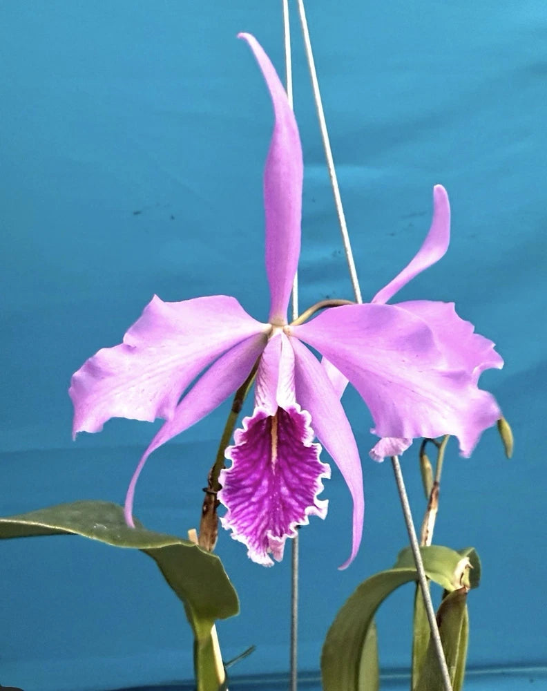 Pink and white orchid flower plant with purple center lip and green leaves in pot