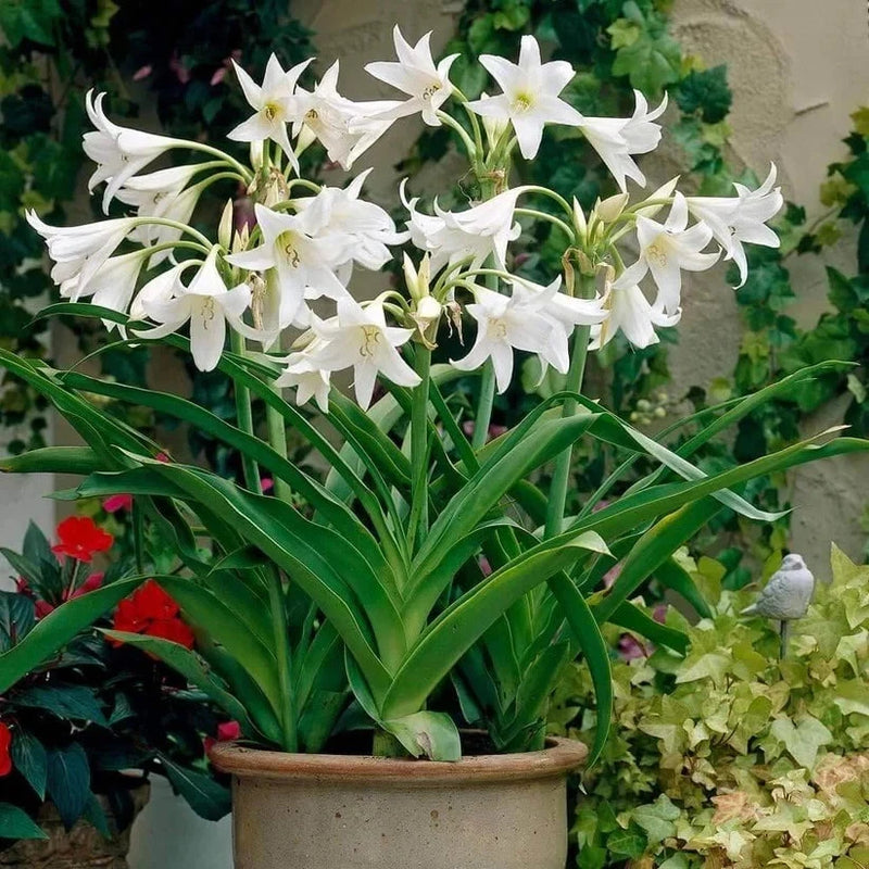 White crinum lily flowers with long green leaves in a garden pot