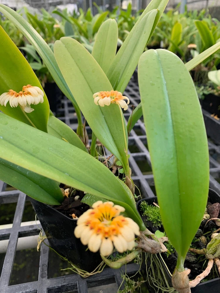 Orchid plant with green leaves and small pale orange flower clusters