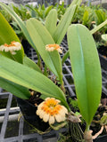 Orchid plant with green leaves and small pale orange flower clusters