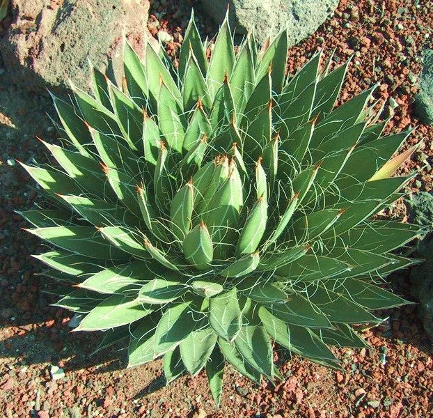 AGAVE FILIFERA  @J@rare succulent thread leaf plant exotic garden seed 100 SEEDS Garden Plants