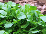 Seeds Garden Cress Broadleaf Indoor Lettuce Heirloom Vegetable for Planting Non Garden Plants