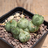 D913 PUNA INCAHUASII pot7-H4-W6 cm MaMa Cactus Green Plant