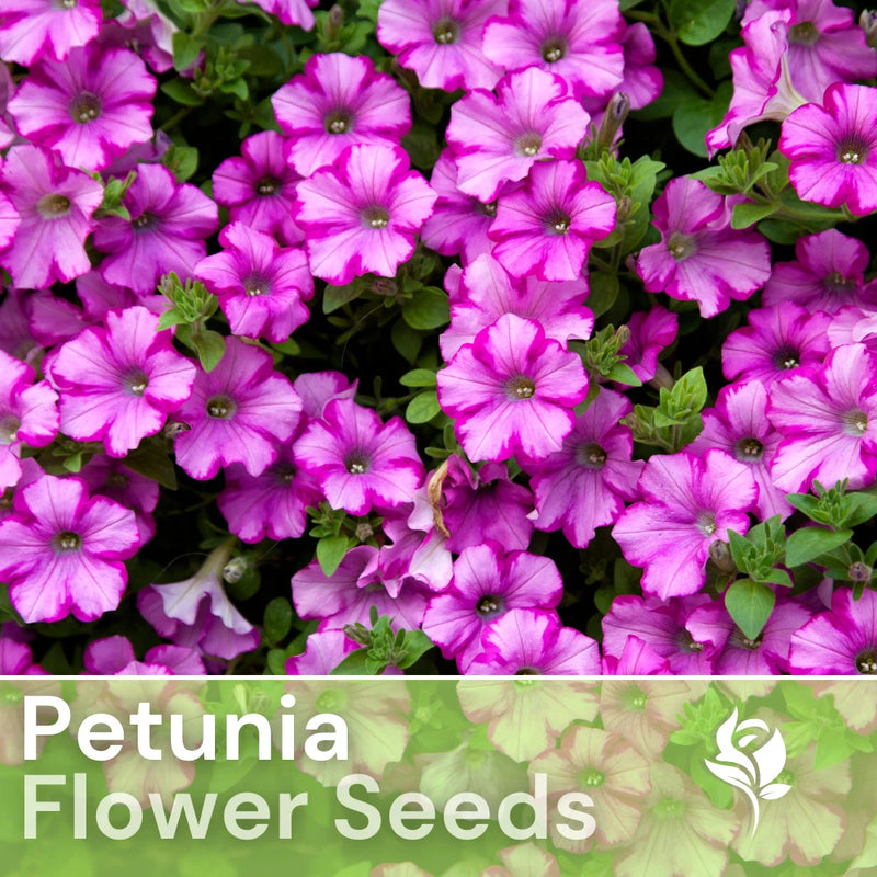 1000+ Plum Angel Petunia Seeds US SELLER Perennial Flowers Seed Annual Bulk Flowering Plants