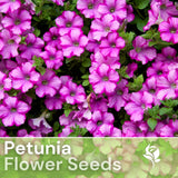 1000+ Plum Angel Petunia Seeds US SELLER Perennial Flowers Seed Annual Bulk Flowering Plants
