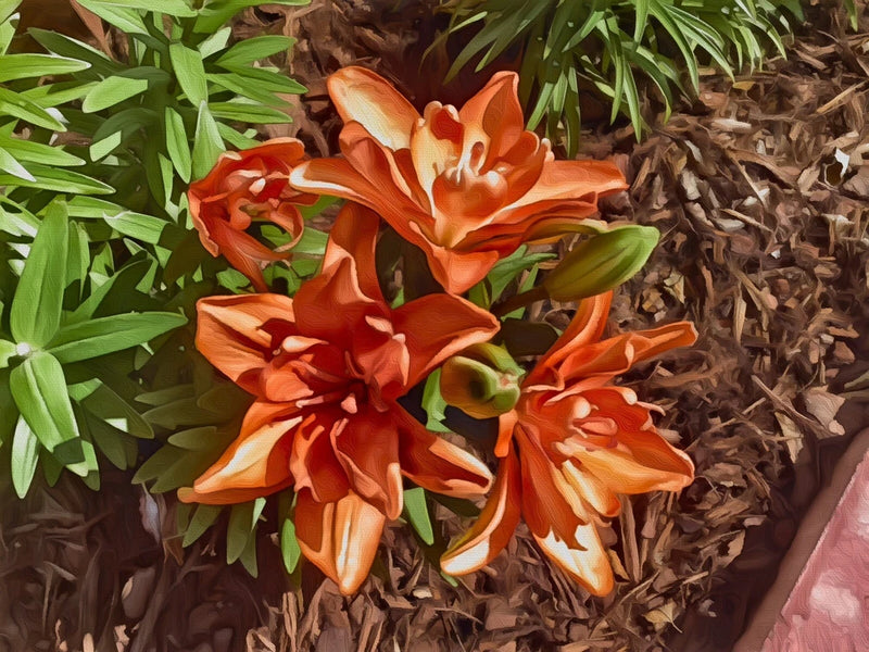 Orange Day Lilies Flowers Art Print Lily