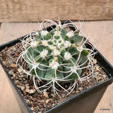 D6115 GYMNOCALYCIUM NIGRIAREOLATUM CARMINEUM pot10-H6-W8 cm MaMa Cactus Green Plant