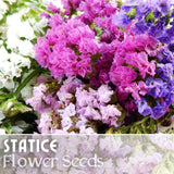 Statice Seeds - 85 Seeds - Garden Bloom Flower Seed Flowers Garden Limonium Garden Plants