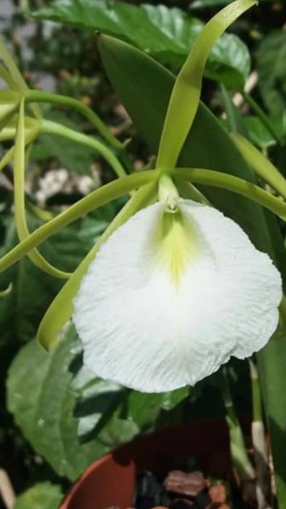 Cattleya orchid flower with white petals, yellow throat, and long green leaves