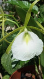 Cattleya orchid flower with white petals, yellow throat, and long green leaves