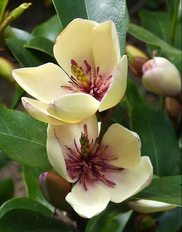 Magnolia Figo 10 Seeds, Fragrant Cold Hardy Banana Michelia Shrub Flowering Plants