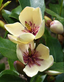 Magnolia Figo 10 Seeds, Fragrant Cold Hardy Banana Michelia Shrub Flowering Plants