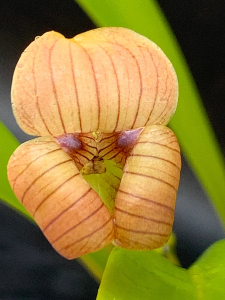 Orange orchid flower with five petals and purple center detail