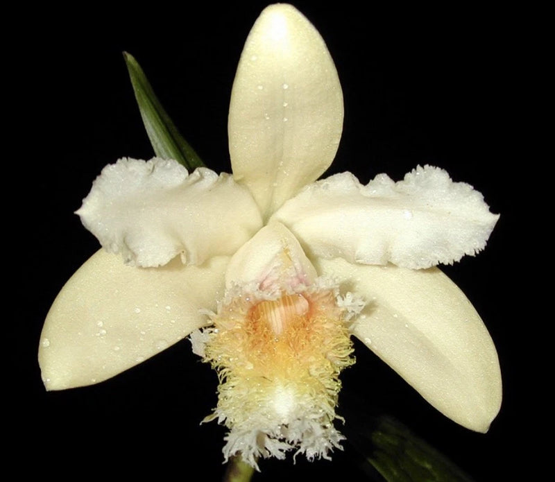 Cream orchid flower with five petals and a fringed yellow center