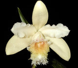 Sobralia fimbriata - Species Orchid - 4.5Ó Pot Orchids