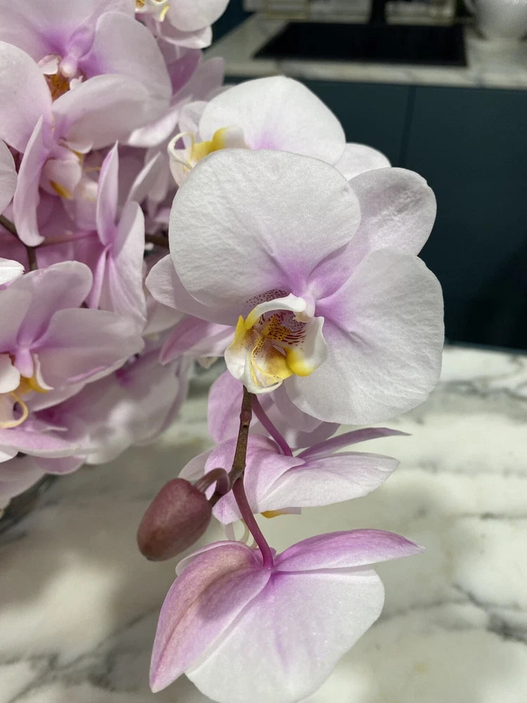 White and purple Phalaenopsis orchid in small pot with flower and buds