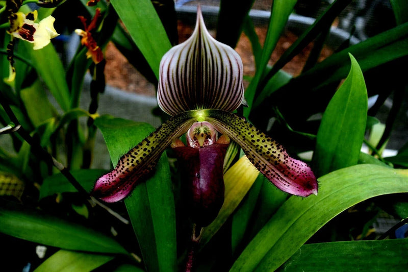 Dark maroon striped orchid flower with curved petals on green leaves