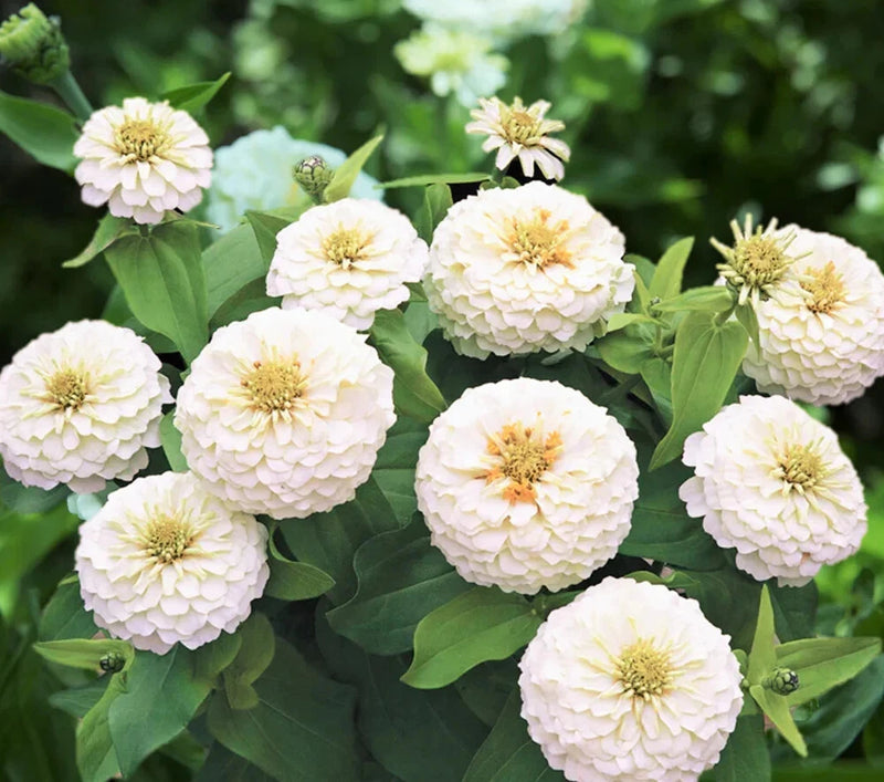 750+ POLAR BEAR ZINNIA SEEDS NON - GMO FRESH FOR YOUR FLOWER GARDENS Garden Plants