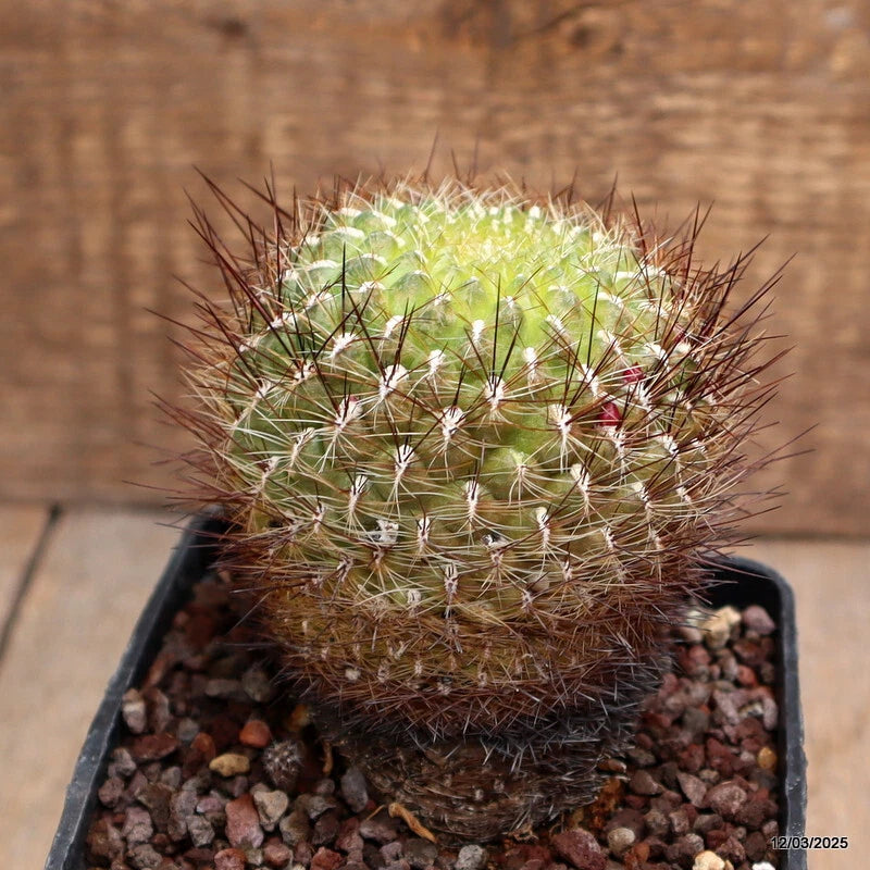 D406 SULCOREBUTIA TOTORENSIS pot10-H10-W8 cm MaMa Cactus Green Plant