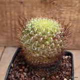 D406 SULCOREBUTIA TOTORENSIS pot10-H10-W8 cm MaMa Cactus Green Plant
