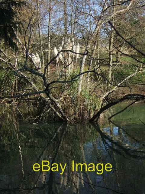 Photo 6x4 Pampas grass island Exeter In the midst of a small lake on the  c2008 Pampas Grass