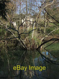 Photo 6x4 Pampas grass island Exeter In the midst of a small lake on the  c2008 Pampas Grass