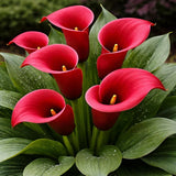 Majestic Red Calla Lily Rhizomes Ð Premium Flower Bulbs for Planting (3 Bulbs) Lily