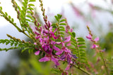 50 TRUE INDIGO Dye Indigo Indigofera Tinctoria Pink Purple Sub Shrub Flower Seed Flowering Plants