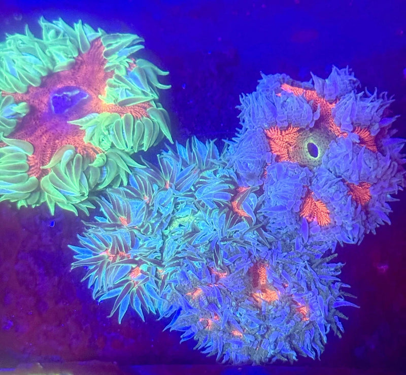 5-Pack Rock Flower Anemone Live Coral Saltwater Reef Aquarium Anemone