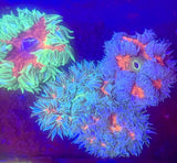 5-Pack Rock Flower Anemone Live Coral Saltwater Reef Aquarium Anemone
