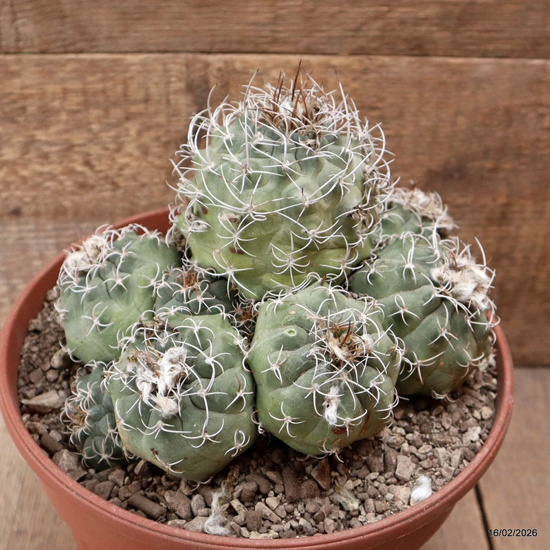 D7830 SUBMATUCANA PAUCICOSTATA pot22-H15-W21 cm MaMa Cactus Green Plant