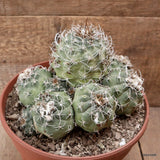 D7830 SUBMATUCANA PAUCICOSTATA pot22-H15-W21 cm MaMa Cactus Green Plant